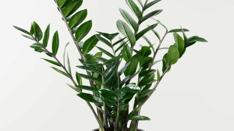 Antradienio Augalų Vadovas (Sausio 28 d.): Atskleiskite savo vidinę kosminę pusiausvyrą su šiandienos horoskopo augalu!