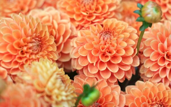 17 greitai augančių gėlių jūsų namų puokštėms