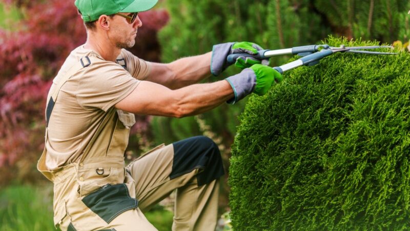 5 ištisus metus žaliuojantys krūmai jūsų sodui