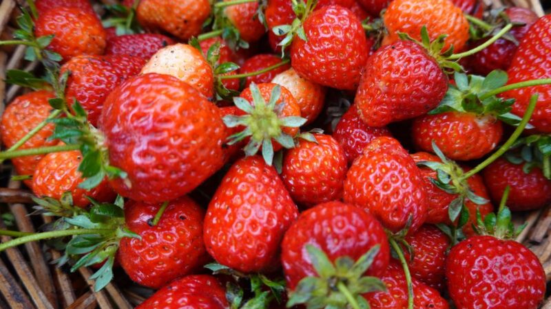 Braškės gali būti auginamos ir namuose. Su šiais patarimais uogomis galėsite mėgautis ištisus metus