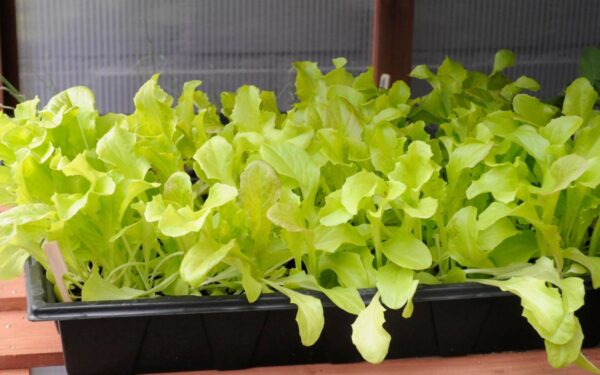 Geriausias triukas užtikrinantis, jog užaugę salotos nebus karčios