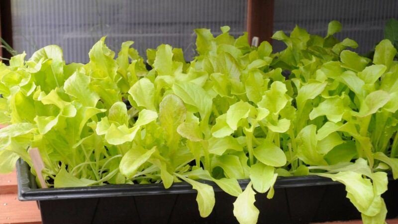 Geriausias triukas užtikrinantis, jog užaugę salotos nebus karčios