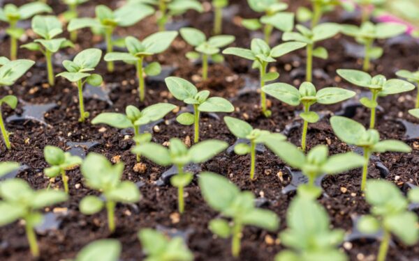 Kada geriausias metas pradėti ruošti sodinukus? Atsako ekspertai