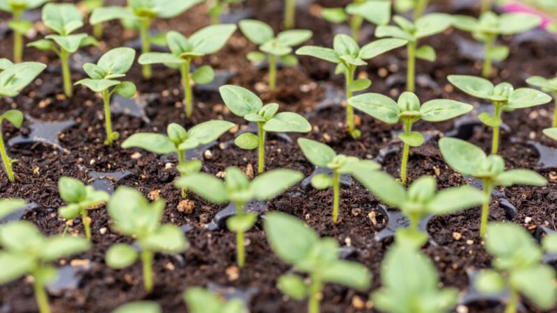 Kada geriausias metas pradėti ruošti sodinukus? Atsako ekspertai