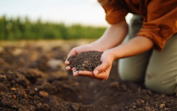 Kada ir kaip geriausia paruošti žemę sodinimui?