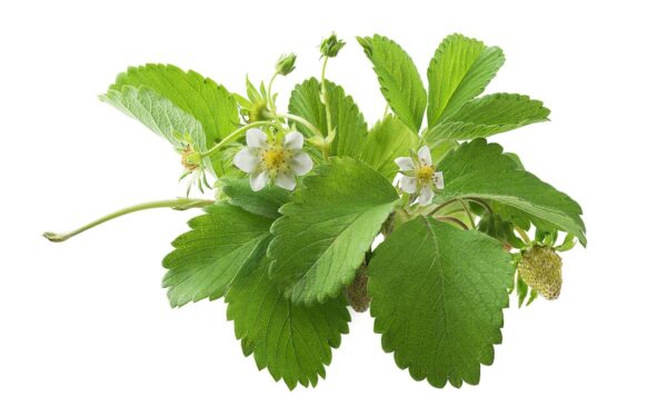 Kada ruošti braškių sodinukus 2025-ųjų sezonui? Atsako ekspertai