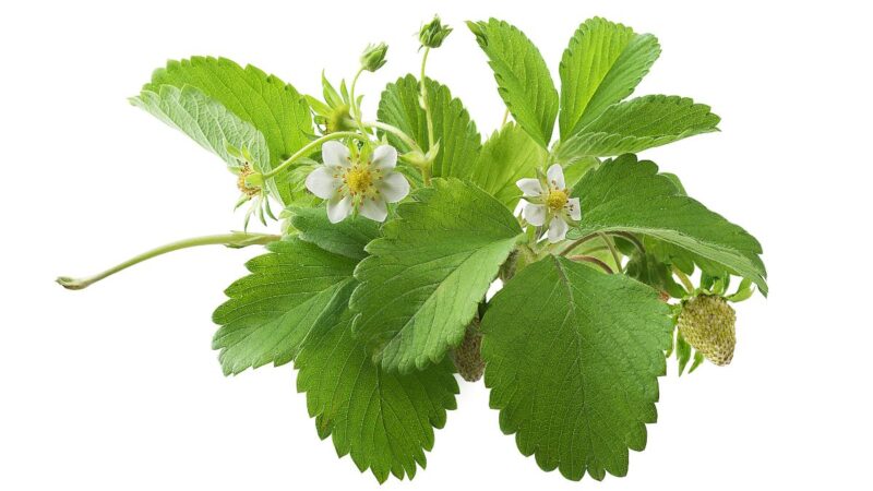 Kada ruošti braškių sodinukus 2025-ųjų sezonui? Atsako ekspertai