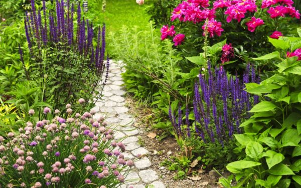 Kokie augalai gali Lietuvoje žydėti du kartus?