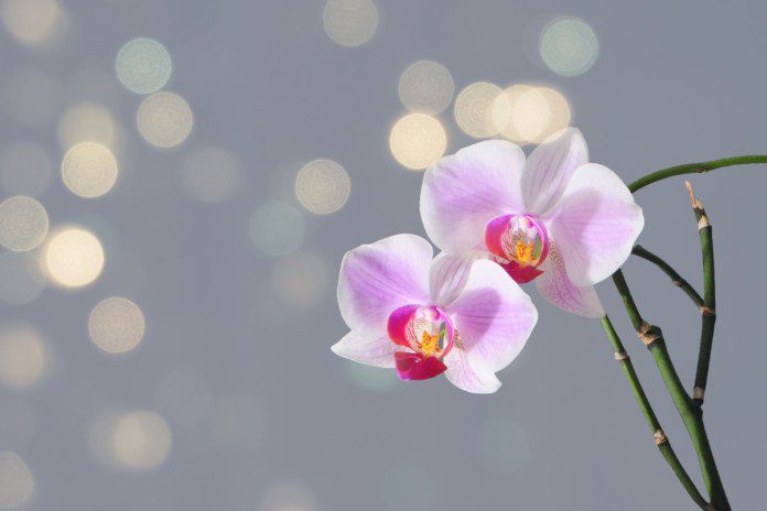 Orchidėjų žiedai: kodėl jie krenta, priežastys.