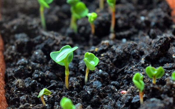 Sodinukų ruošimas vasario mėnesį: ankstyvi pavasario darbai