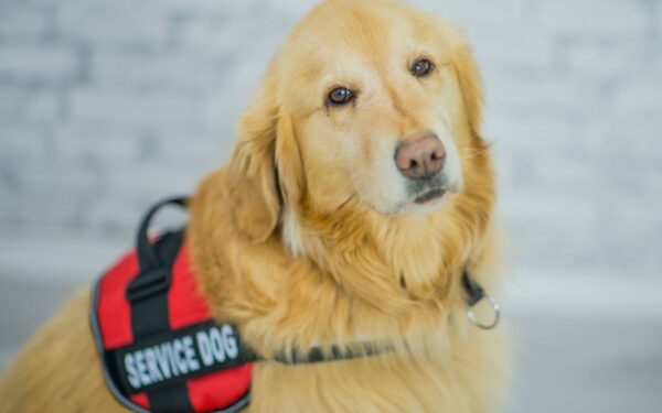 Kokias supergalias turi šuo? Sritys, kuriose jie nepakeičiami pagalbininkai