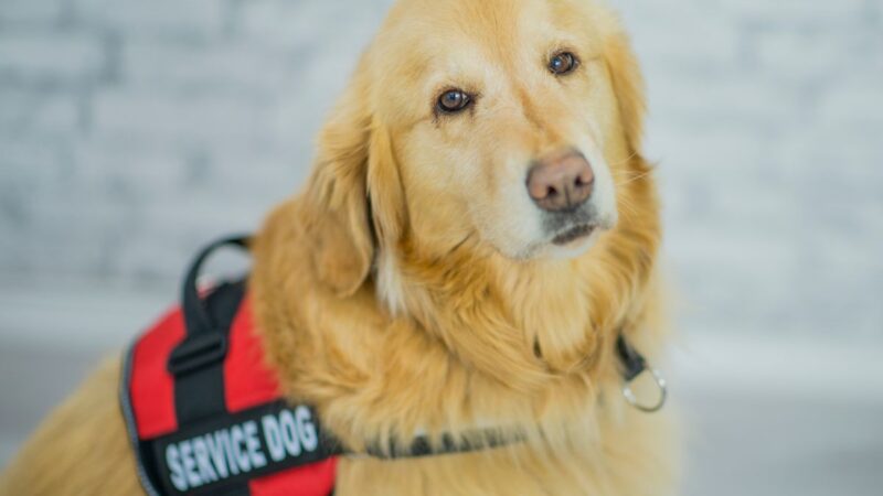 Kokias supergalias turi šuo? Sritys, kuriose jie nepakeičiami pagalbininkai