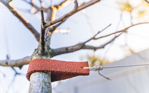 Būtina vaismedžių priežiūra sode metų pradžioje. Ką rekomenduojama padaryti prasidėjus pavasariui?