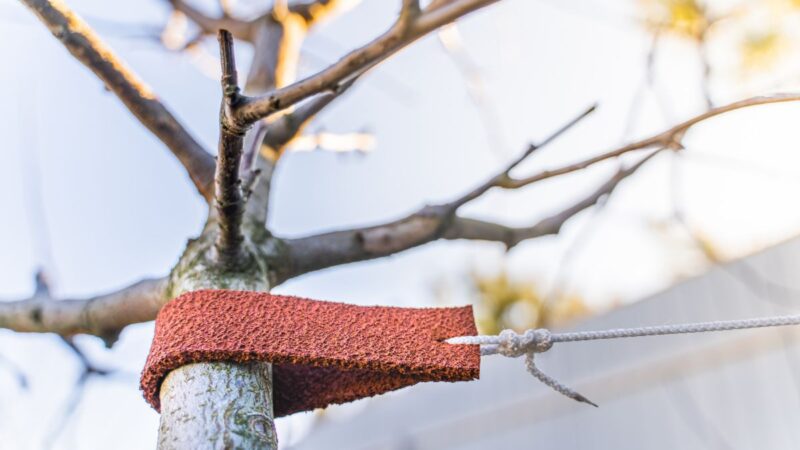 Būtina vaismedžių priežiūra sode metų pradžioje. Ką rekomenduojama padaryti prasidėjus pavasariui?