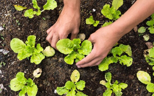 Kaip paruošti savo sodą pavasariui: ekspertų patarimai žiemai