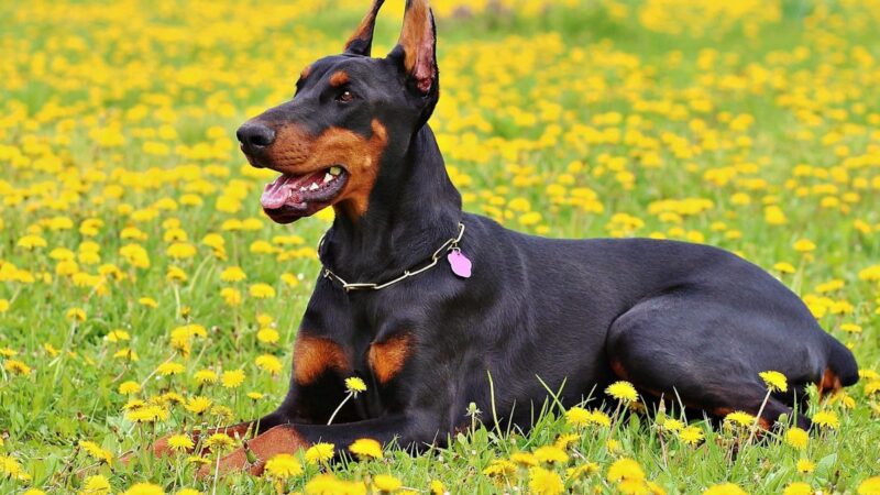 Ar jūsų šuo turi antsvorio ar yra per liesas? Sužinokite, kaip jį tinkamai šerti!