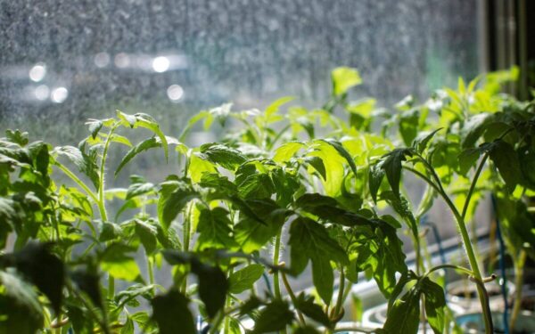 Kokių daigų ant palangės laikyti nereikėtų: dažna klaida