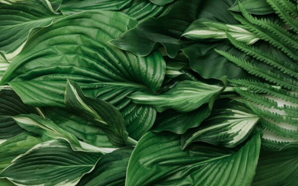 Šeštadienio augalų vadovas (vasario 1 d.): Atraskite augalą, kuris derina jūsų žvaigždes ir suteikia energijos jūsų savaitgalio nuotaikai!