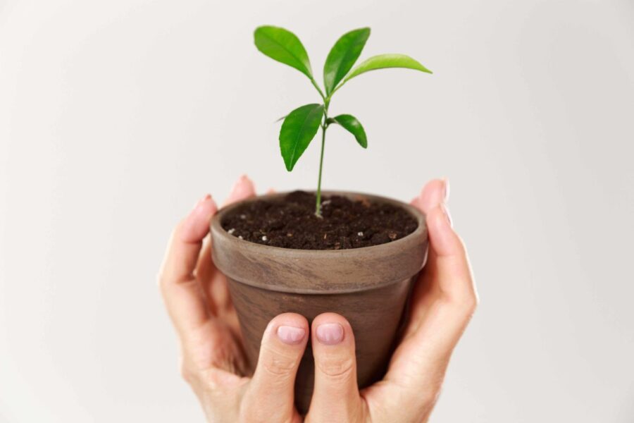 Antradienio augalų gidas (vasario 11): Sužinokite, kuris augalas šiandien uždegs jūsų kosminę energiją!