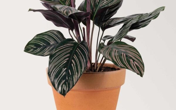 Šeštadienio augalų vadovas (vasario 15 d.): Atrask augalą, kuris atitinka tavo zodiaką ir šiandien sukuria kosmines vibracijas!