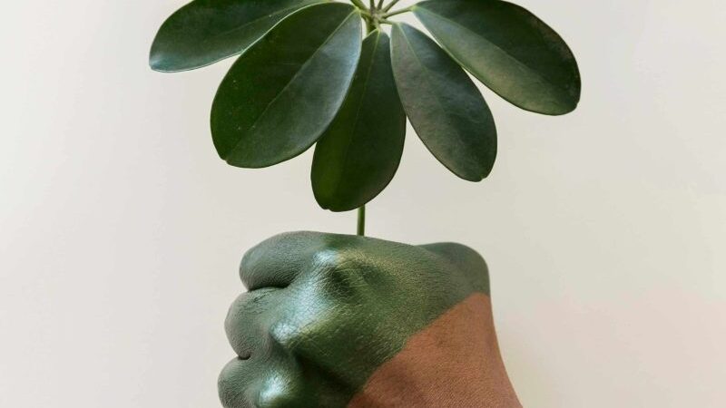 Antradienio Augalų Vadovas (Vasario 4 d.): Atraskite Dangiškąjį Augalą, Kuris Apšvies Jūsų Dieną!