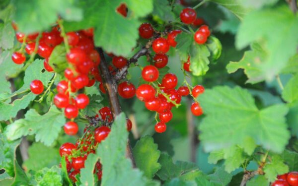 Serbentų priežiūra vasario mėnesį: efektyvus maitinimo metodas itin gausiam derliui