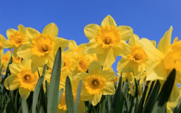 Vasario mėnesio sodininko gidas: ką sodinti žiemos pabaigoje?