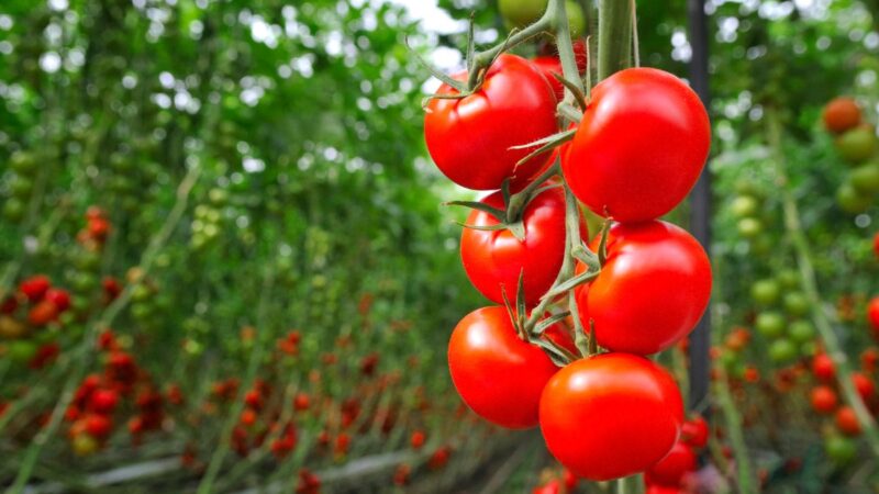 10 augalų, kurių niekada neturėtumėte auginti šalia pomidorų