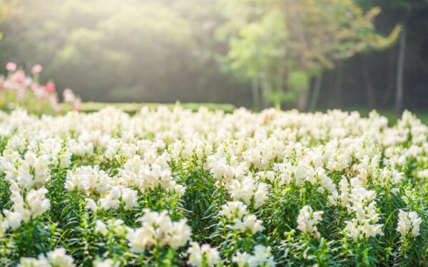 10 baltų gėlių, kurios nuostabiai papuoš jūsų lietuvišką sodą