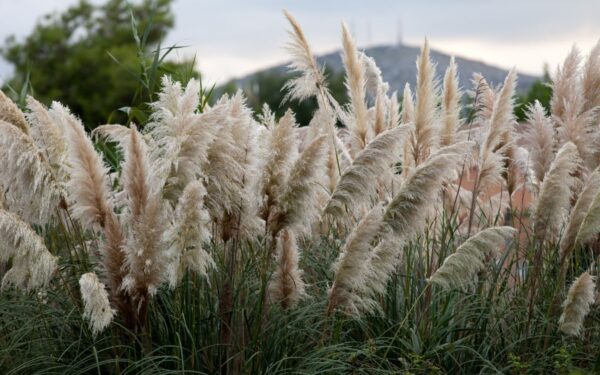 7 nuostabios smilgos jūsų sodui. Pasisodinkite jau šį pavasarį