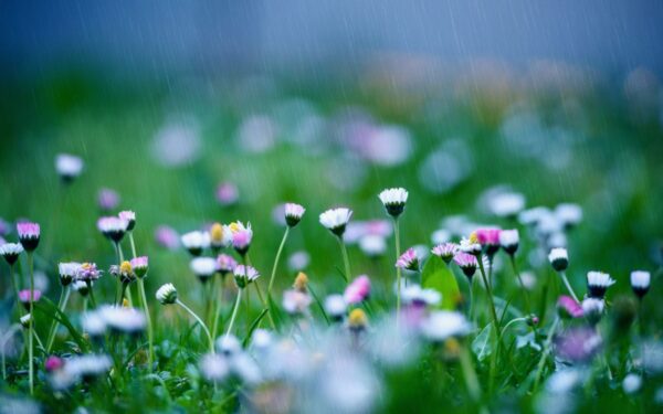 8 itin greitai augančios gėlės, kurias galite pasisodinti ankstyvą pavasarį