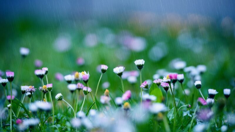 8 itin greitai augančios gėlės, kurias galite pasisodinti ankstyvą pavasarį