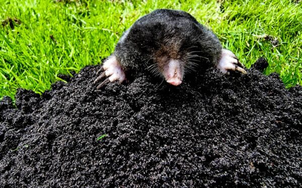 Ar garsinės priemonės padeda išvaryti kenkėjus iš sodo? Atsako ekspertai