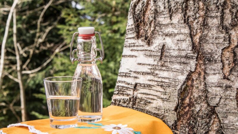 Beržų sula: idėjos, kur ją galima panaudoti