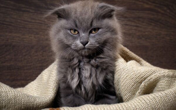 Greičiausiai susierzinantys zodiako ženklai