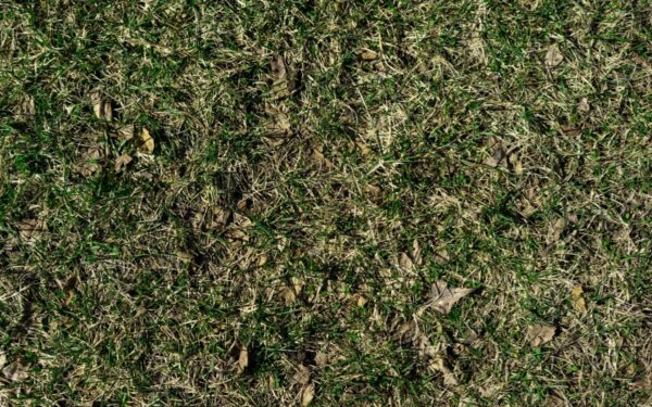 Specialistai atsakė, kada geriausias metas pjauti veją po žiemos