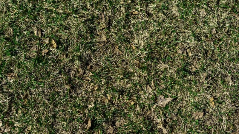 Specialistai atsakė, kada geriausias metas pjauti veją po žiemos