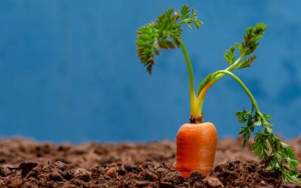 Ekspertai atsakė, kada tinkamiausias metas sodinti šakniavaisius. Pasitikrinkite, ar žinojote?