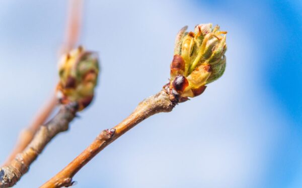 Sodininkai pataria kaip kovo mėnesį pasirūpinti augalų apsauga nuo kenkėjų