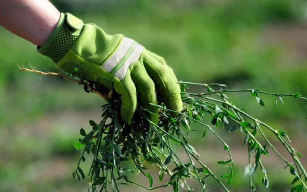Kokių augalų nemėgsta piktžolės? Pasisodinkite juos šį pavasarį