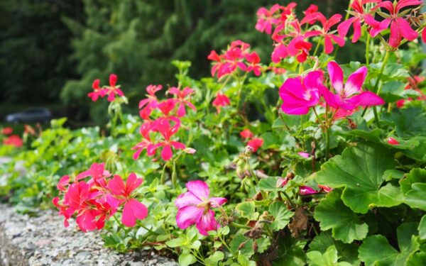 Kokius augalus galima sodinti greta pelargonijų? Atsako patyrę sodininkai