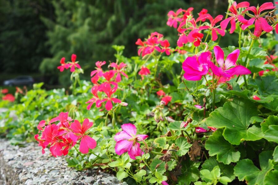 Kokius augalus galima sodinti greta pelargonijų?