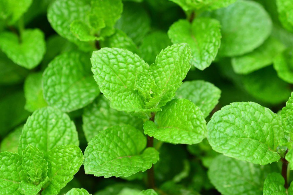 Kokius-augalus-galima-sodinti-greta-pelargoniju-tinkamos-kaimynes-metos - Laikas.lt Kokius augalus galima sodinti greta pelargonijų? Tinkamos kaimynės mėtos