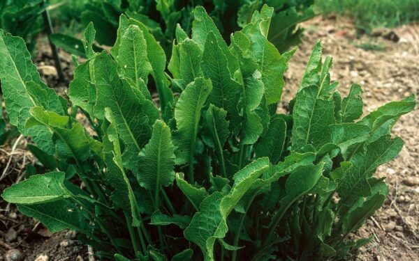 Krienai marinavimui ir padažams. Kaip jų užsiauginti patiems?