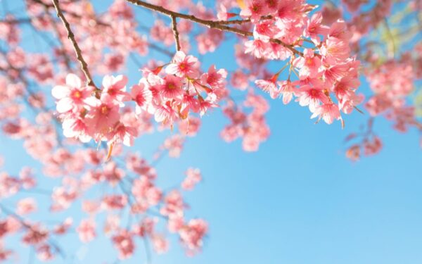 Kvapniausiais žiedais žydintys vaismedžiai ir vaiskrūmiai