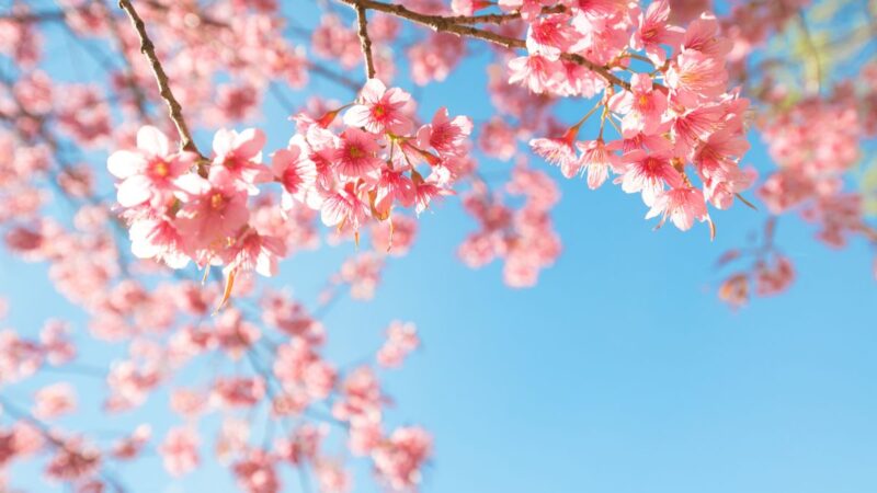 Kvapniausiais žiedais žydintys vaismedžiai ir vaiskrūmiai