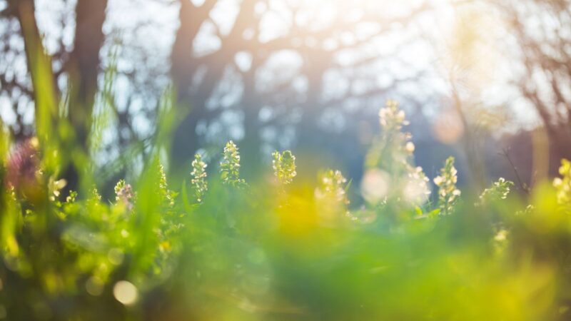 Pavasarinės saulės pavojai apie kuriuos pamirštame vos ją išvydę