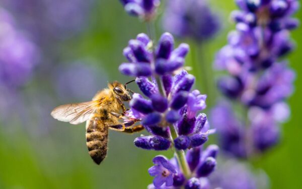 Šie 5 augalai pritrauks bites į jūsų sodą visą vasarą