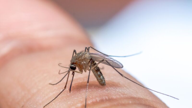 Specialistai pasidalino, kada pradeda busti uodai ir kaip jiems pasiruošti iš anksto