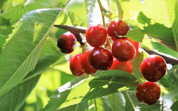 Trešnių genėjimas: kaip genėti ir prižiūrėti medžius? Atsako patyrę sodininkai